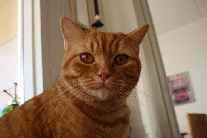 Blanding af racer Yuli billede 2