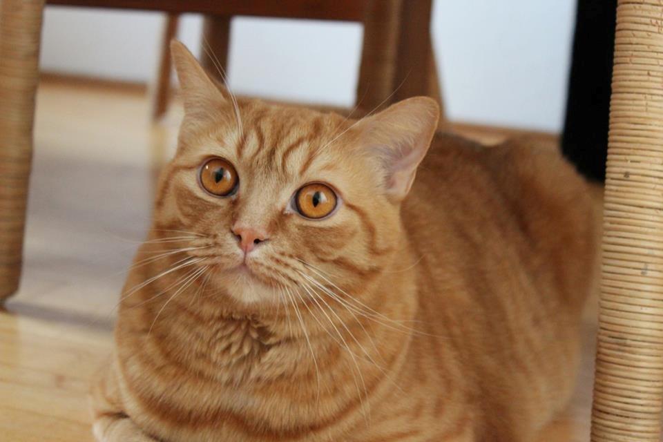 Blanding af racer Yuli billede 3