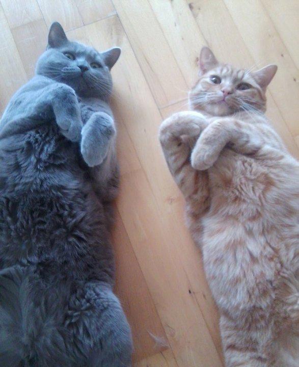 Blanding af racer Yuli billede 4