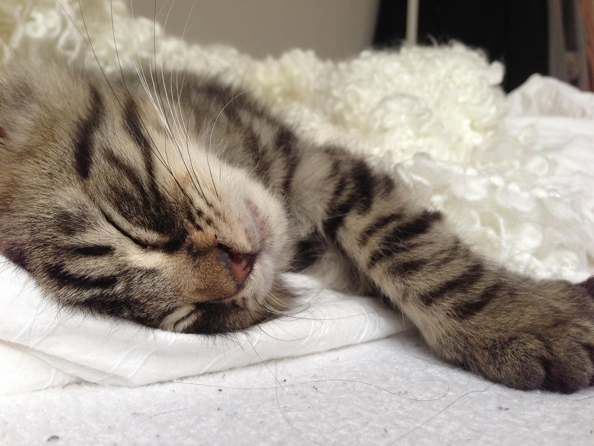 Blanding af racer Cosmo - Han er en rigtig puttetrold! billede 2