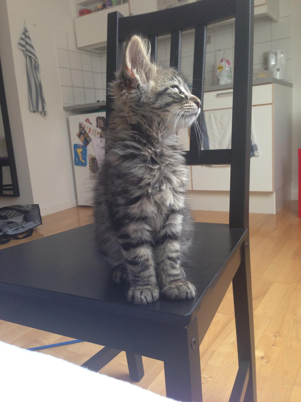 Blanding af racer Cosmo billede 9