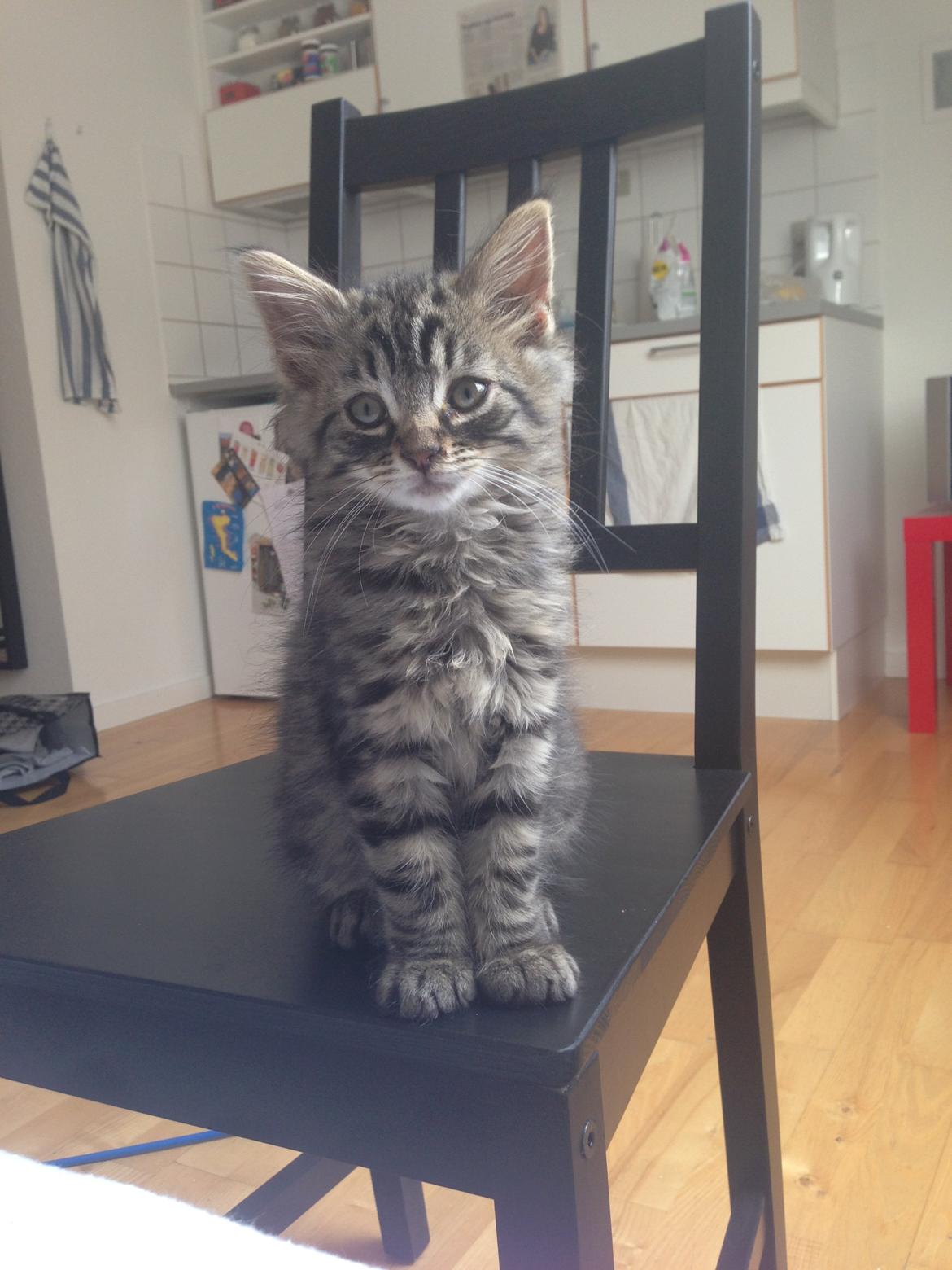 Blanding af racer Cosmo billede 7