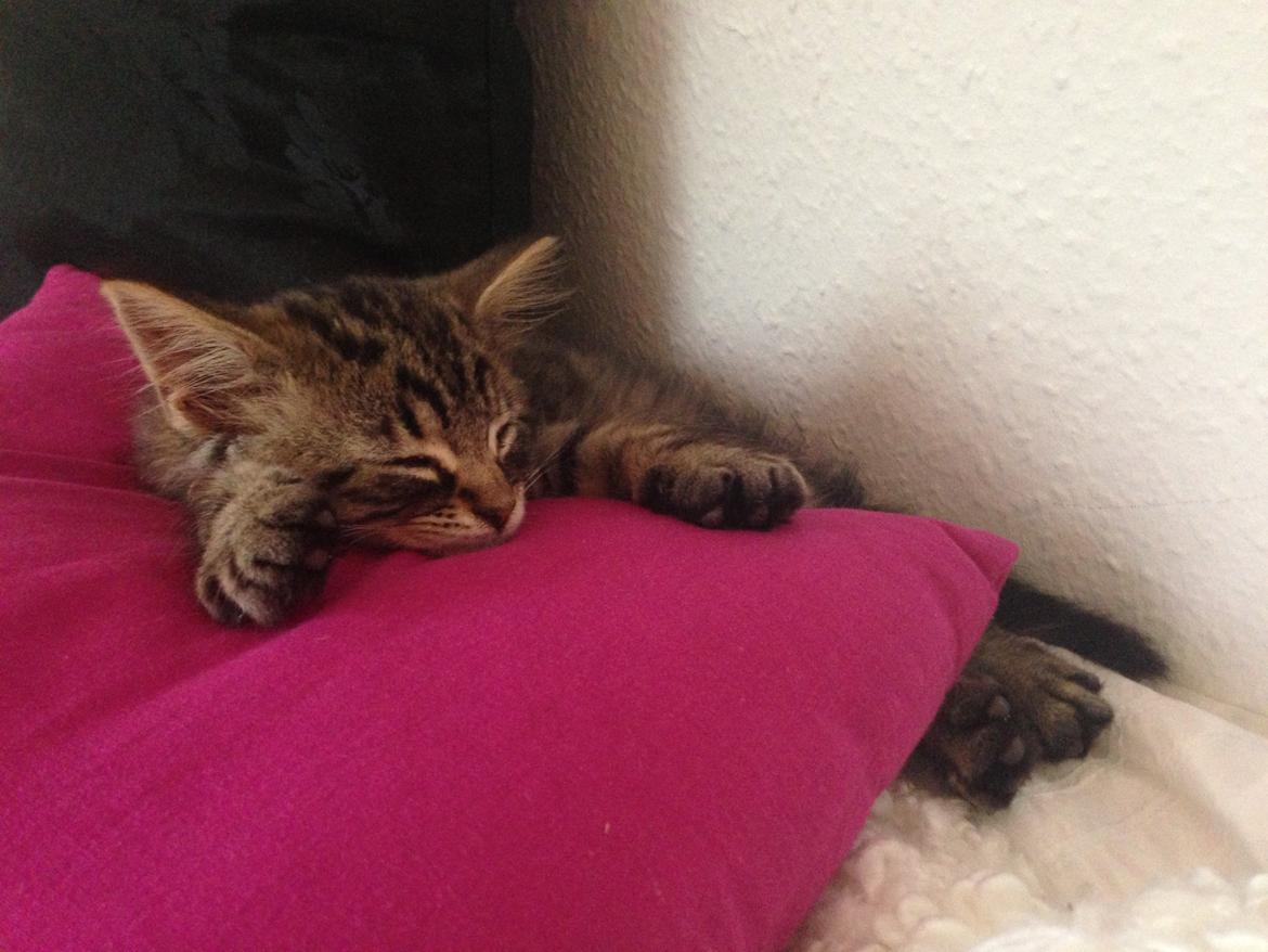 Blanding af racer Cosmo billede 8