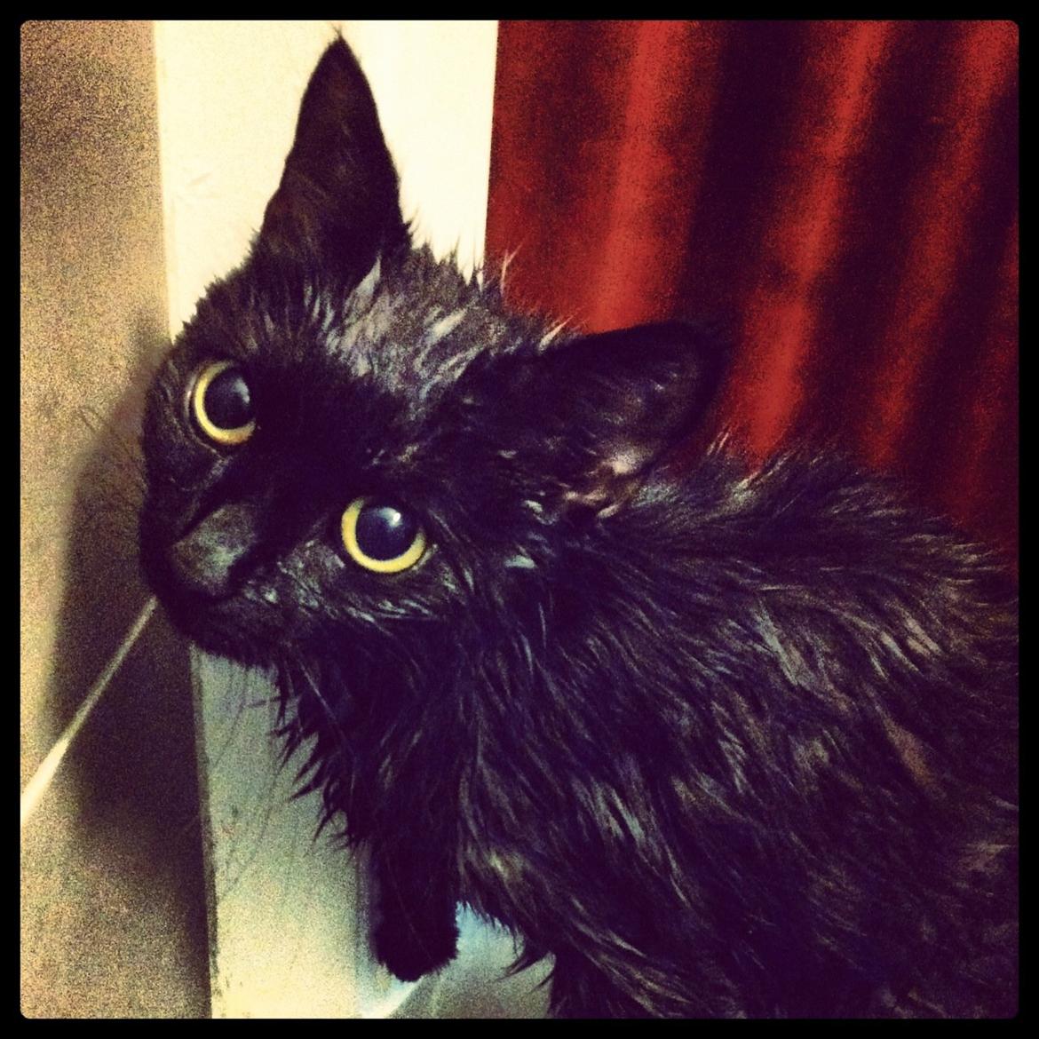 Huskat Mis mis - Missen har været i bad <3 billede 1