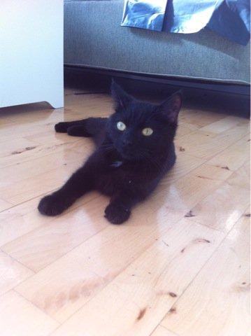 Huskat Mis mis - Mor savner dig <3 billede 2