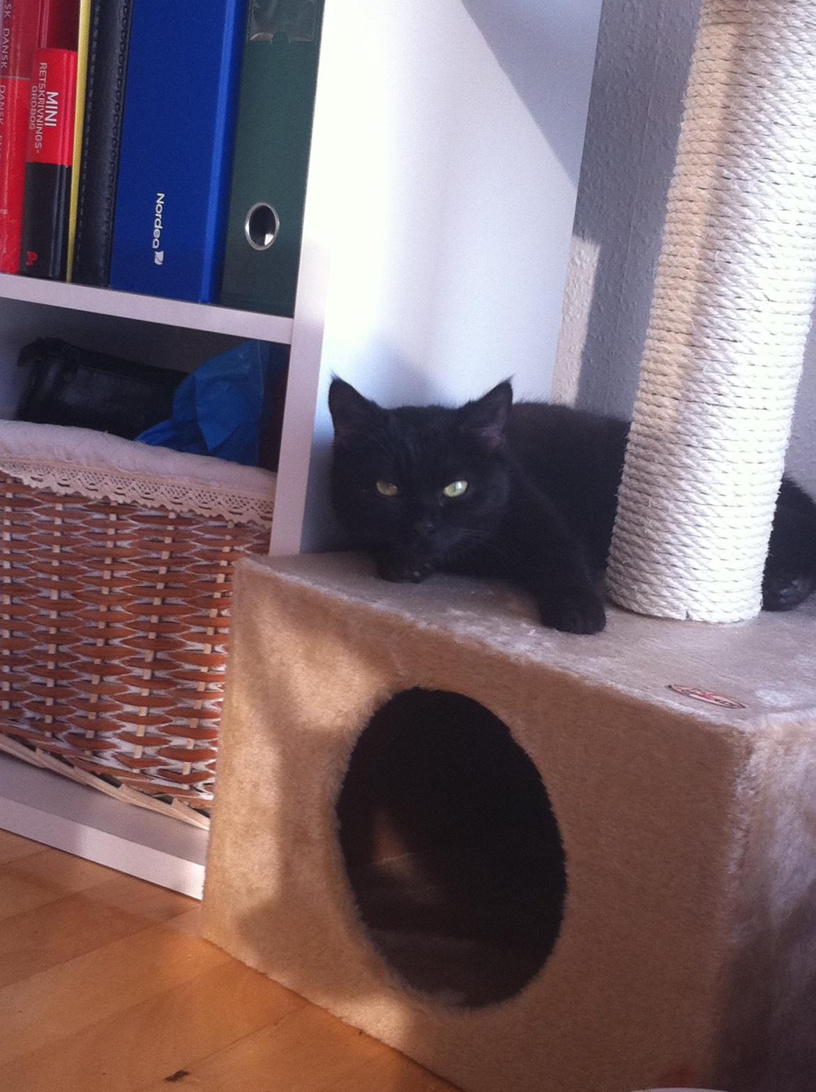 Huskat Mis mis - Hendes højt elskede kradsetræ ! <3 billede 3