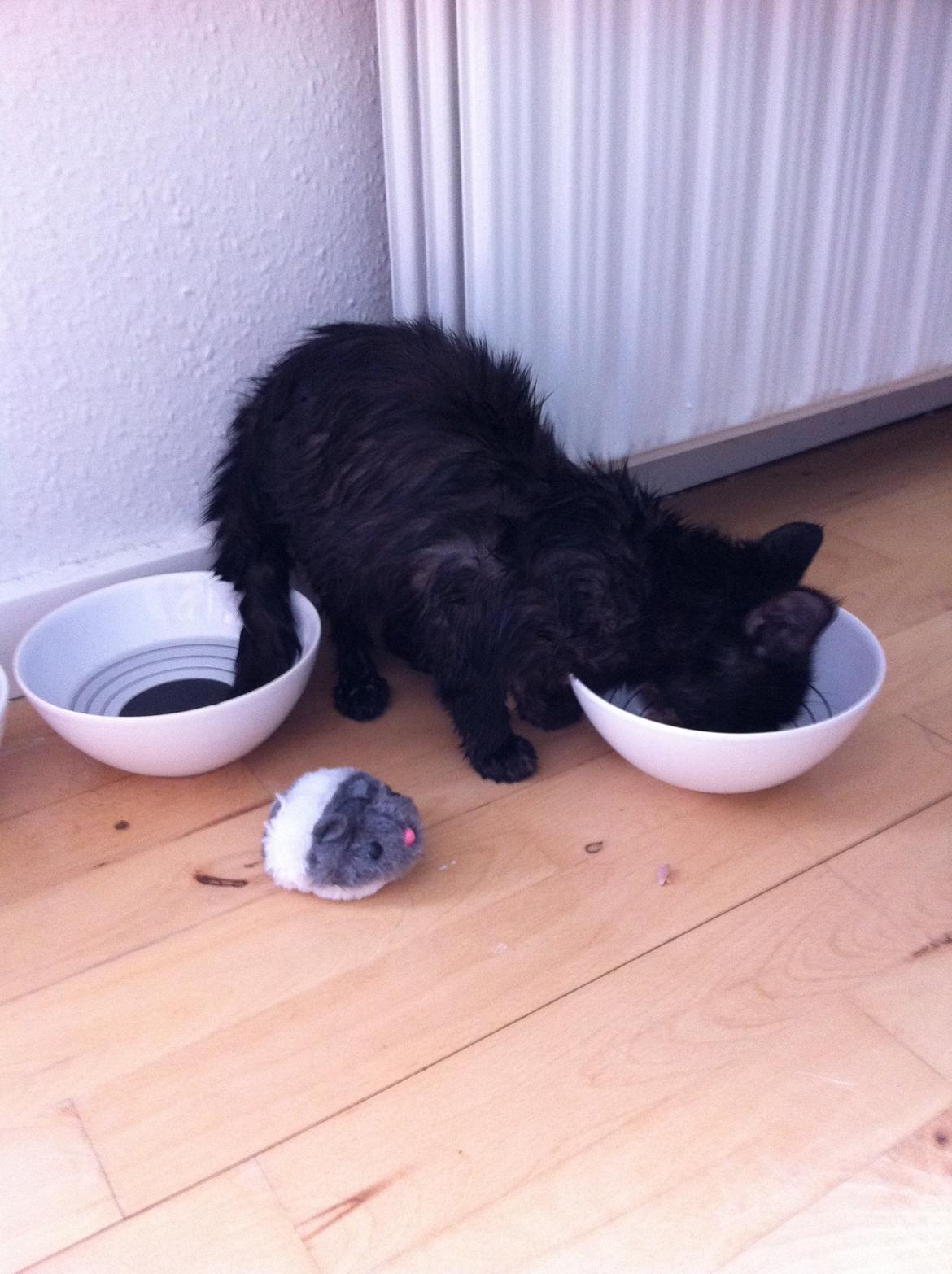 Huskat Mis mis - Var i bad da jeg fik hende hjem og blev belønnet med lidt tun <3 billede 5