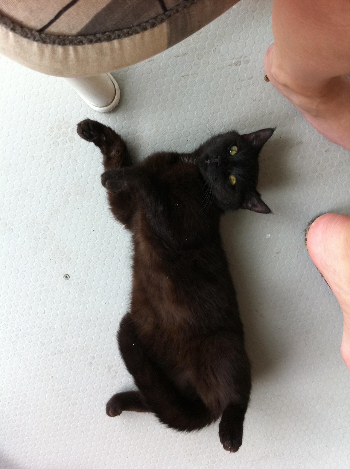 Huskat Mis mis billede 6