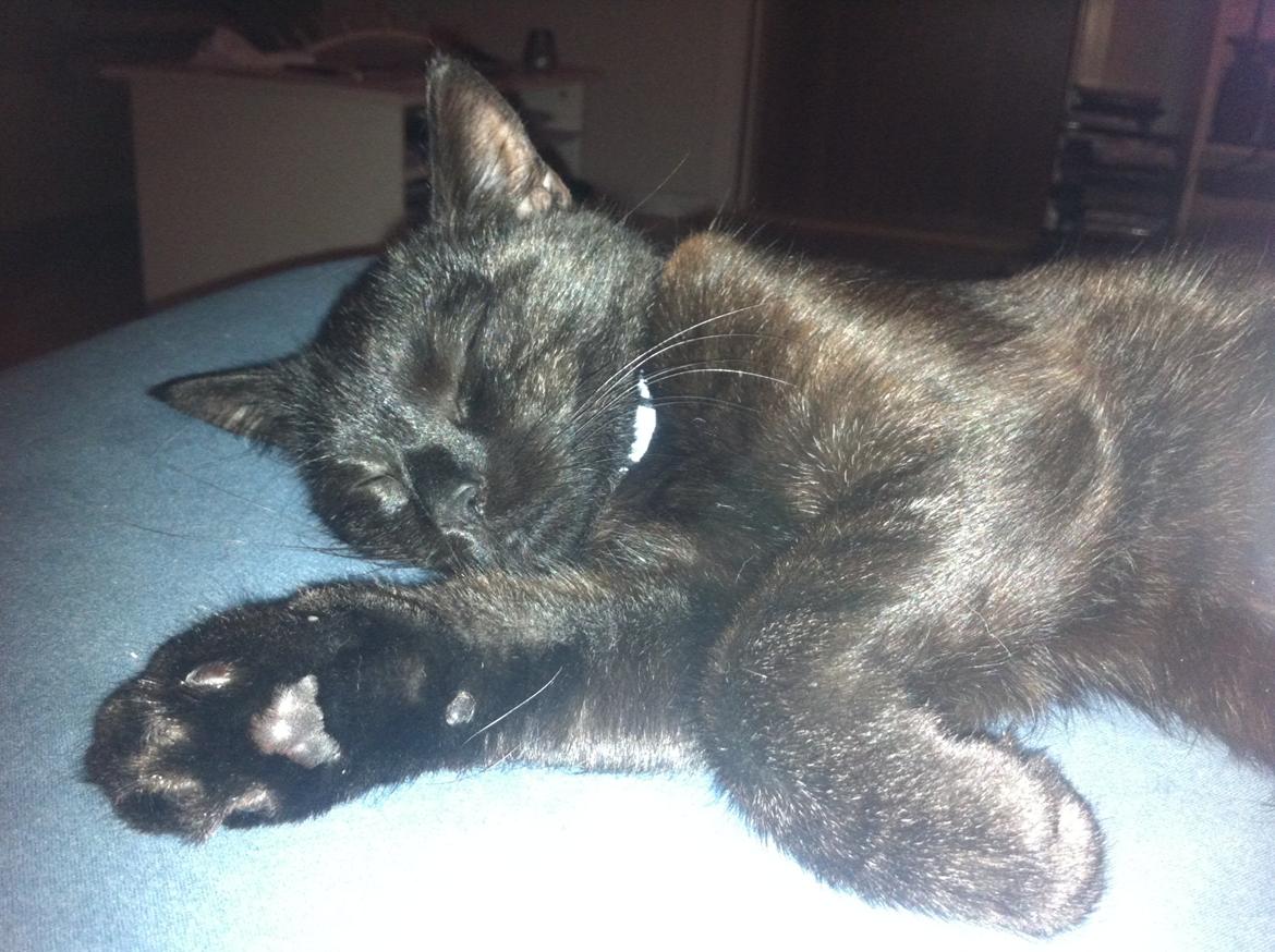 Huskat Mis mis billede 8