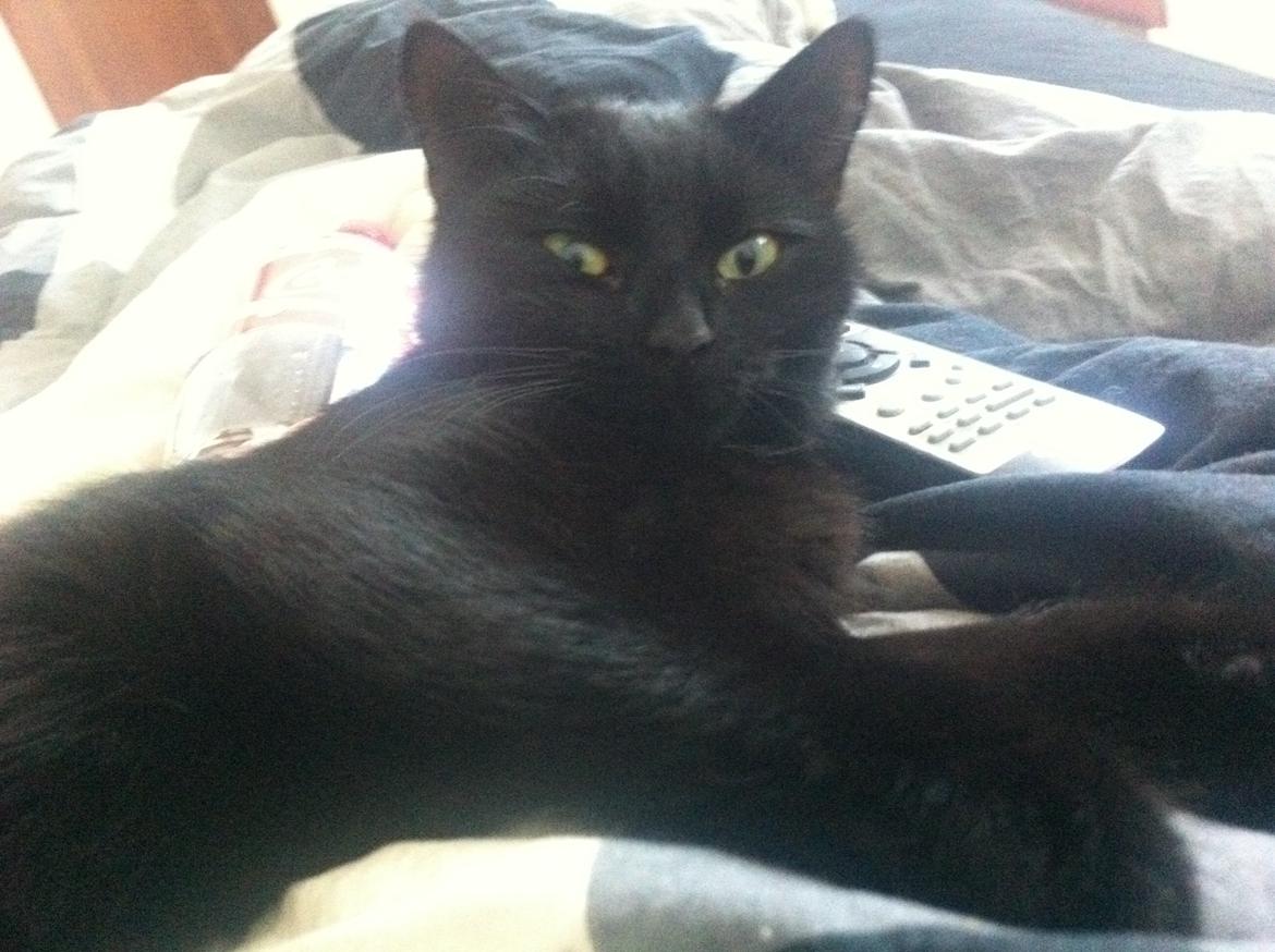 Huskat Mis mis billede 9