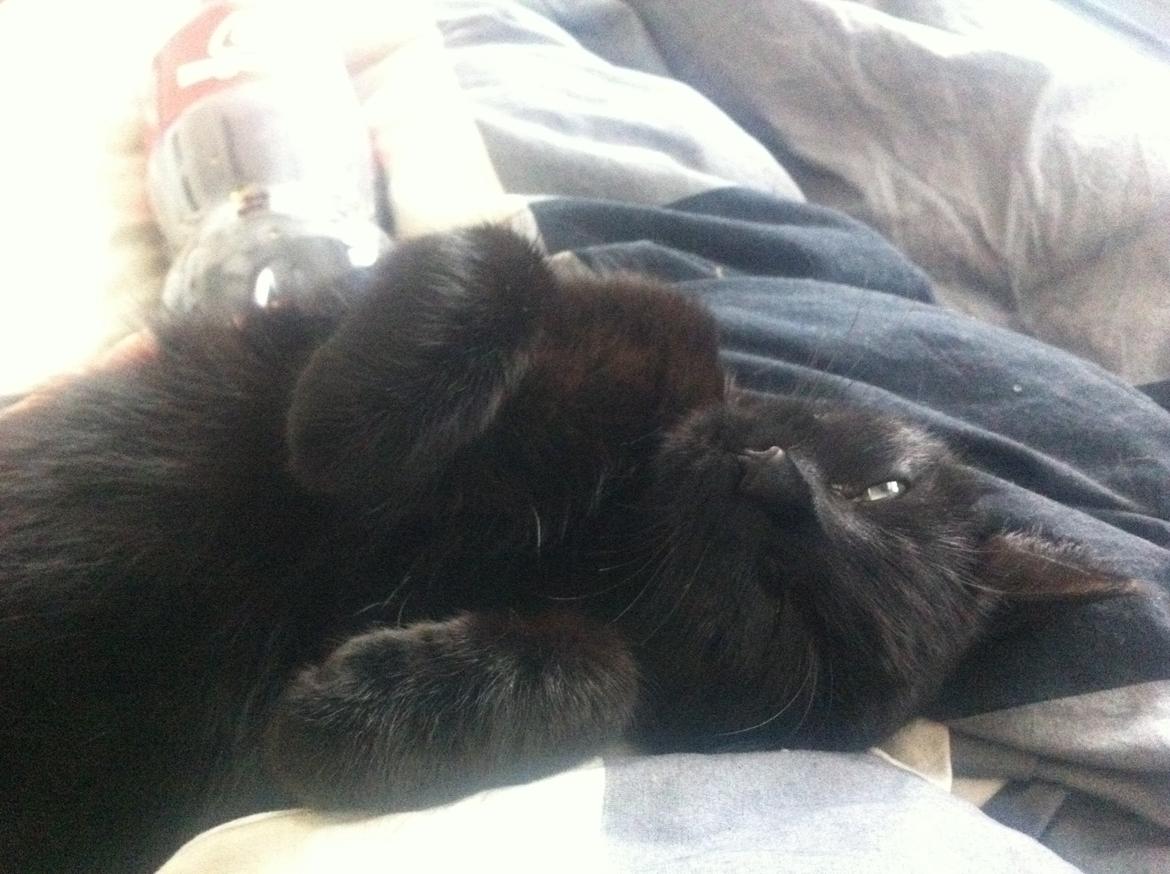 Huskat Mis mis - Savner virkelig min senge kammerat <3 billede 10