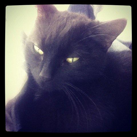 Huskat Mis mis - Sov godt skat <3 billede 11