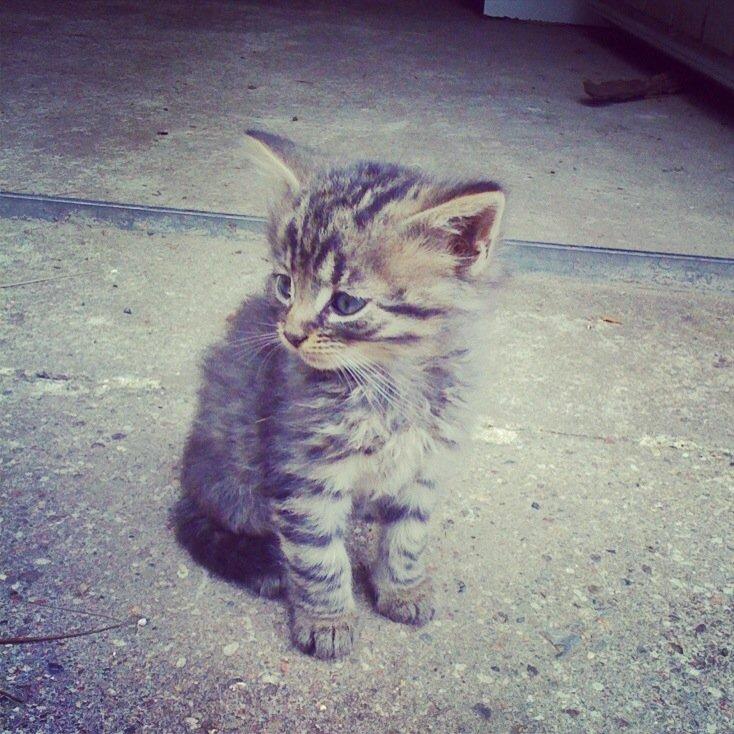 Blanding af racer Cosmo - Før jeg fik ham hjem. Her er han vidst omkring 8-9 uger gammel. SÅ dejlig :-) billede 4