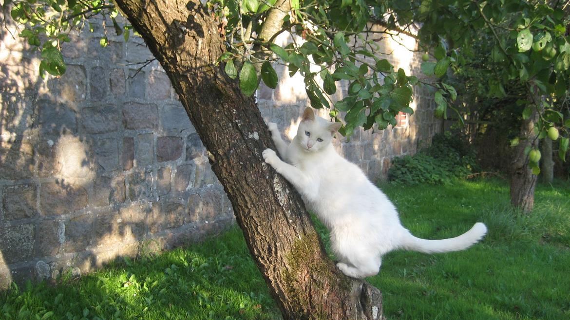 Huskat Tulle (Xarah) - At klatre er det bedste! billede 1