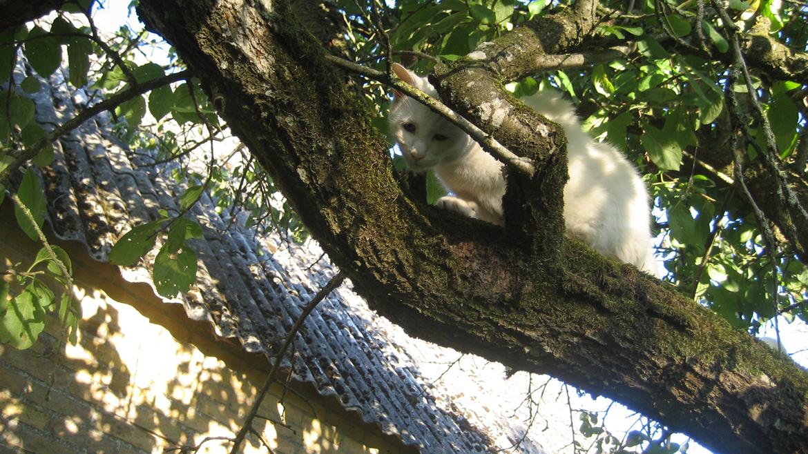 Huskat Tulle (Xarah) - Smukke kat. billede 2