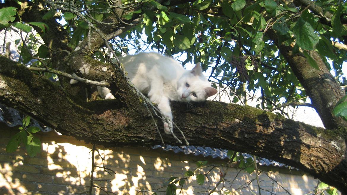 Huskat Tulle (Xarah) - Hun er rigtig flot. billede 3