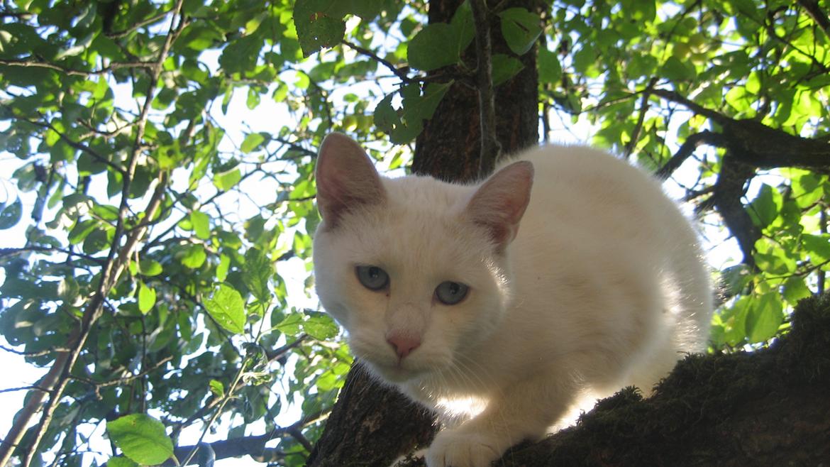 Huskat Tulle (Xarah) - Smukke øjne. "Hej med jer!" billede 4