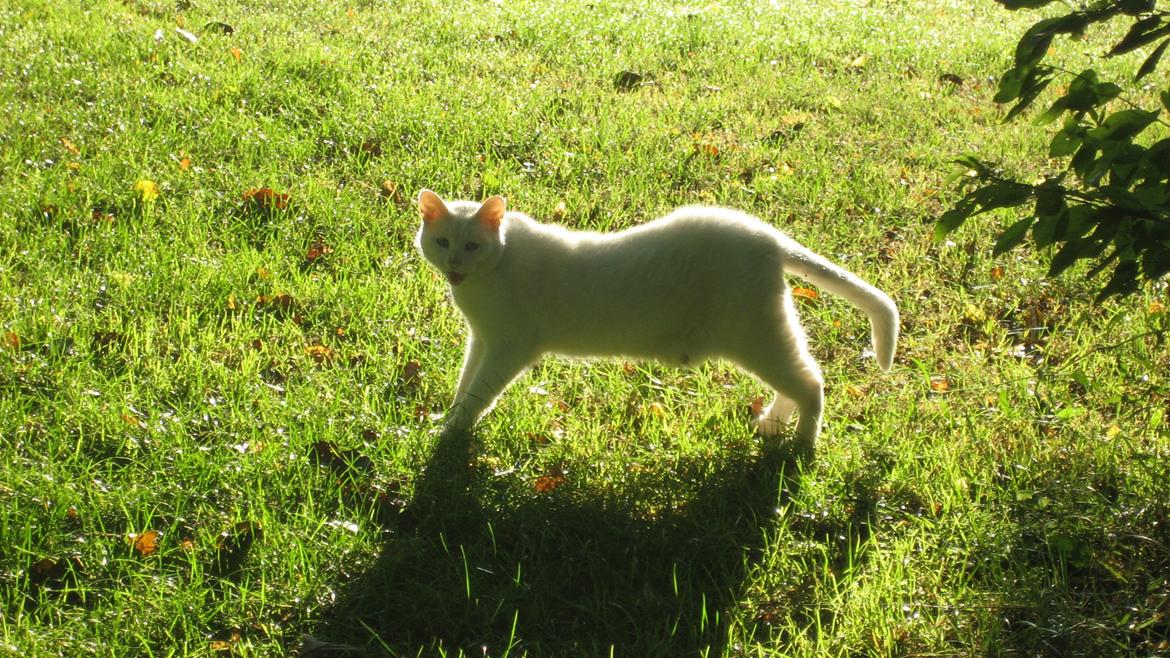 Huskat Tulle (Xarah) - Tulle billede 5