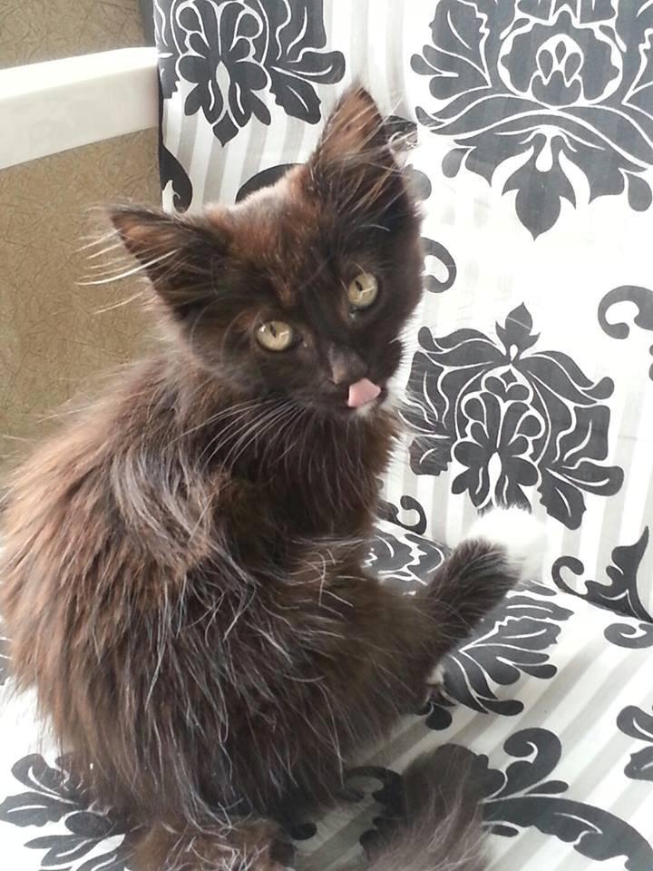 Blanding af racer Pjevs billede 7