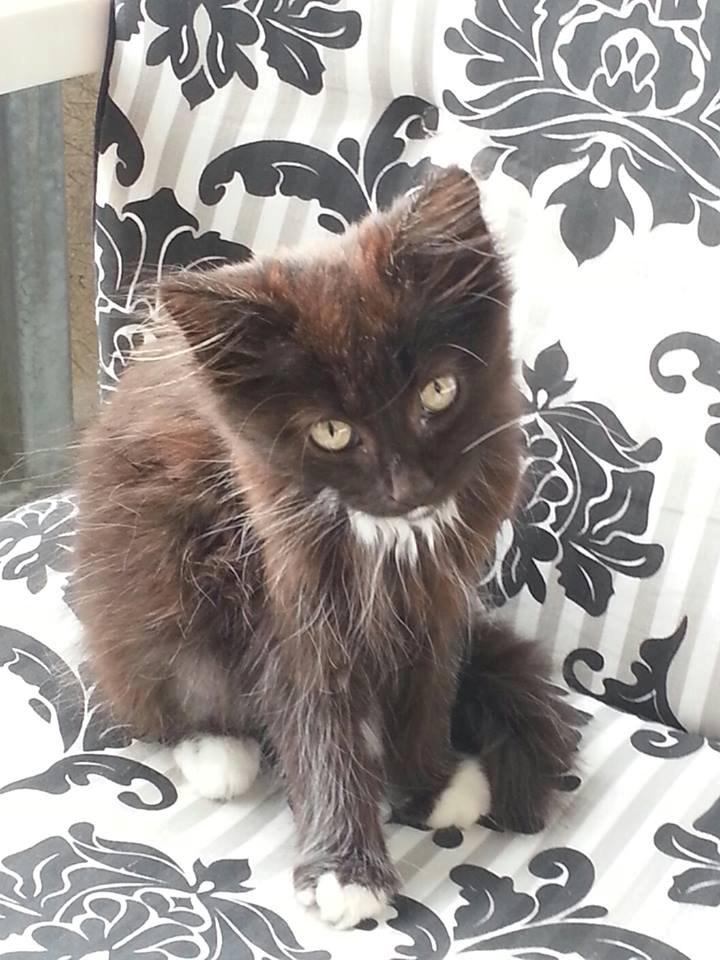 Blanding af racer Pjevs billede 8