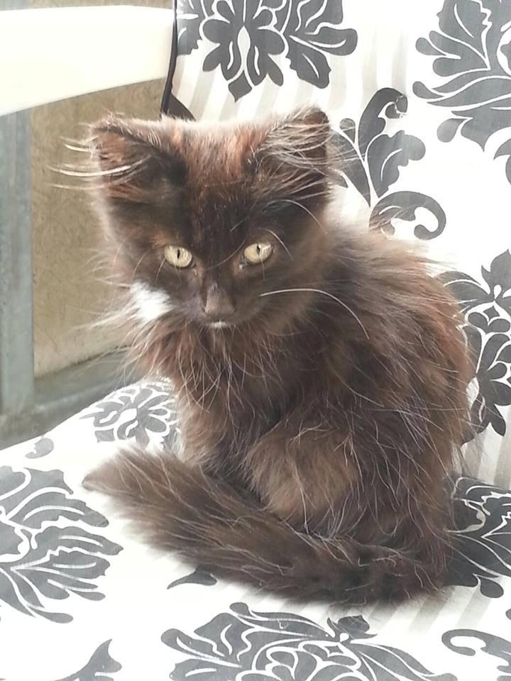 Blanding af racer Pjevs billede 9