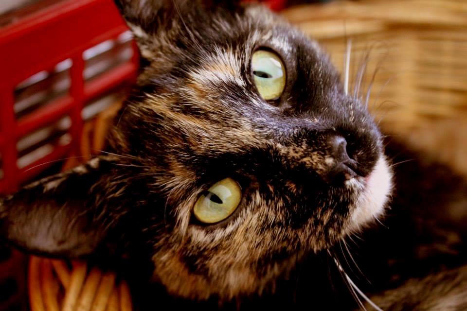 Huskat Bøllemizz billede 13