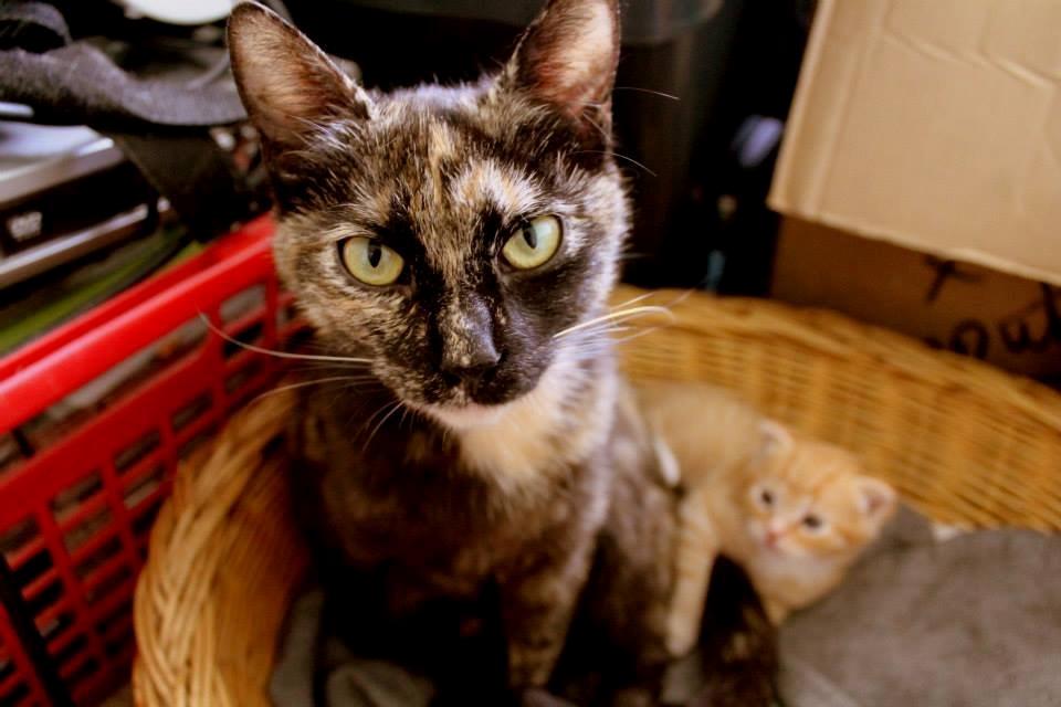 Huskat Bøllemizz billede 12