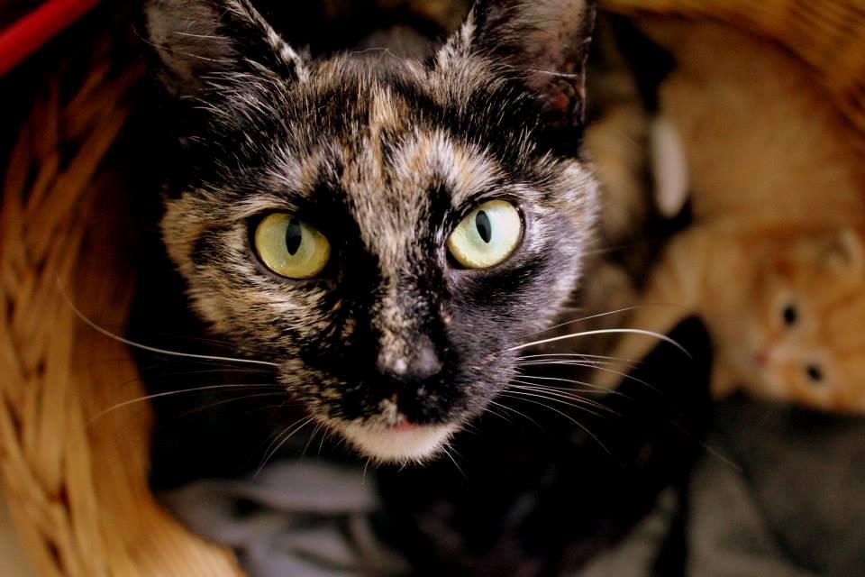 Huskat Bøllemizz billede 11