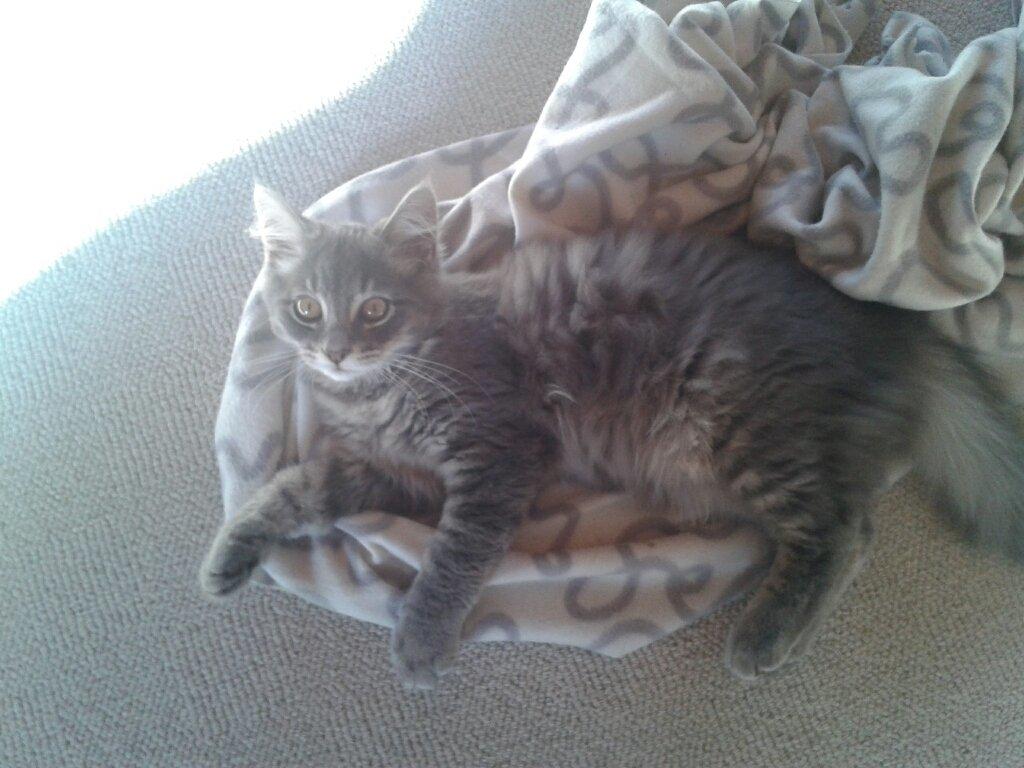 Blanding af racer Bimmer - Hundens tæppe er en sikker vinder ;) billede 9