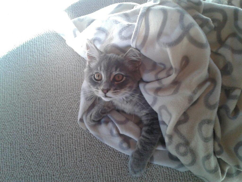 Blanding af racer Bimmer - Tit tit billede 10