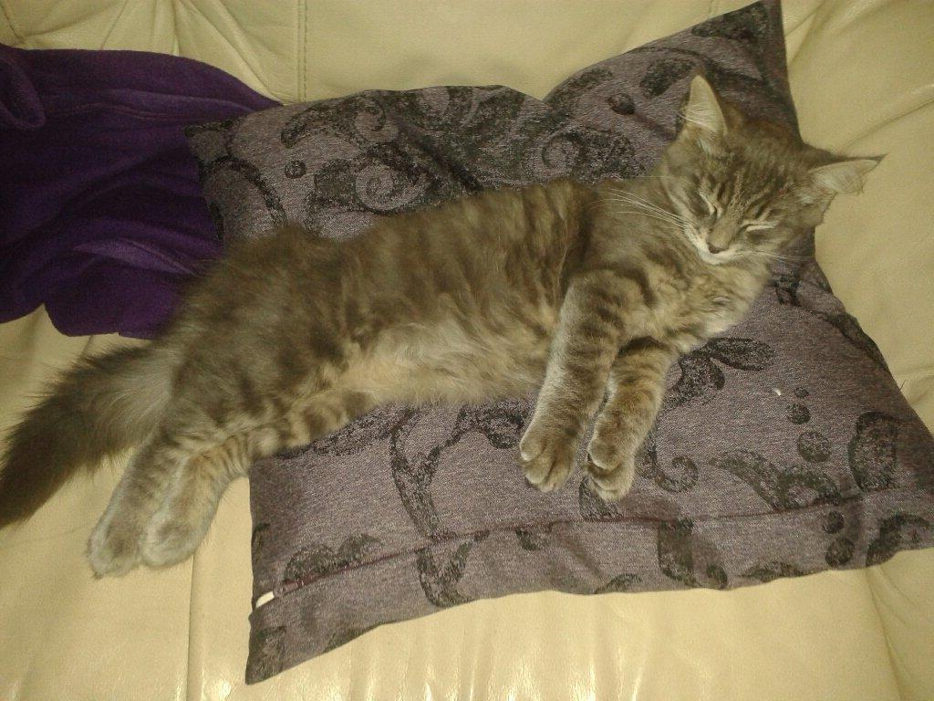 Blanding af racer Bimmer - Flader lige fuldstændig ud i sofaen  billede 11