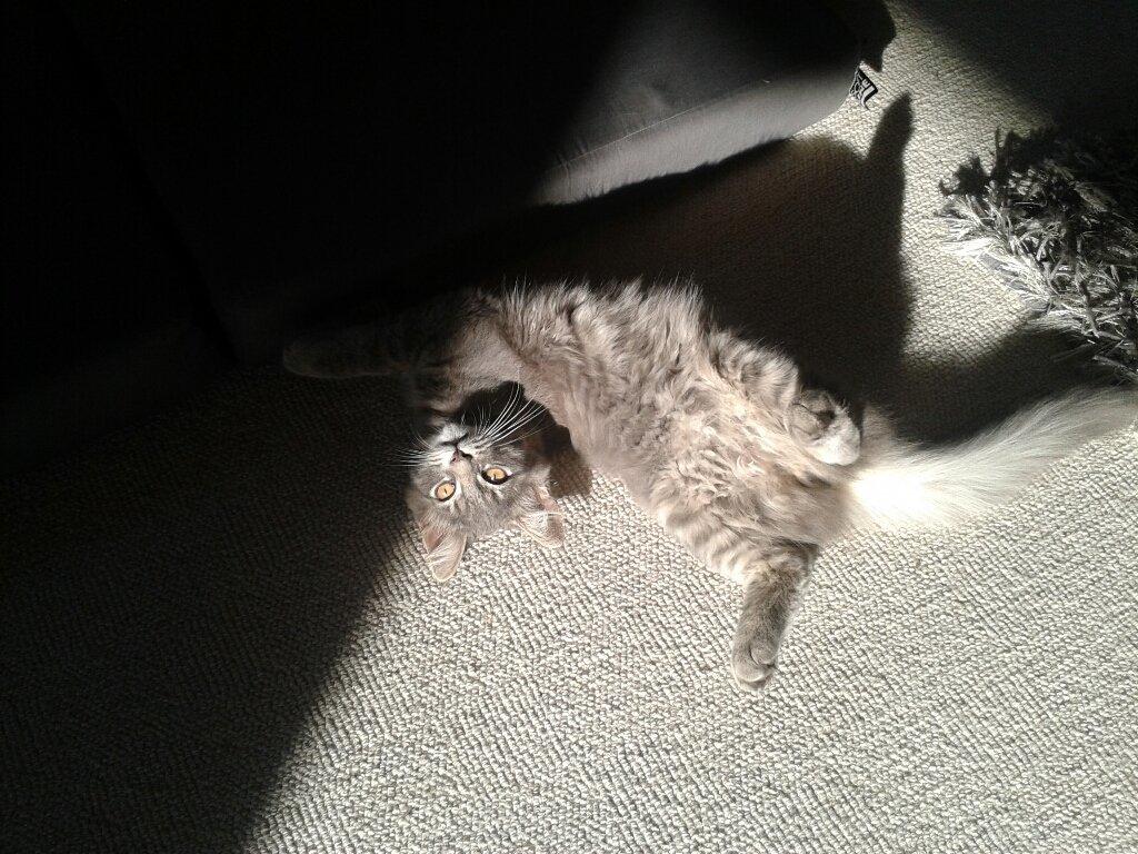 Blanding af racer Bimmer - Er der noget bedre end at ligge i solen og slappe af? :) billede 12