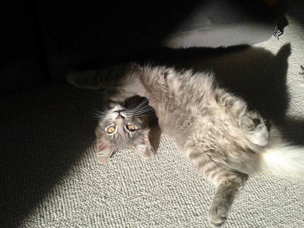 Blanding af racer Bimmer billede 13