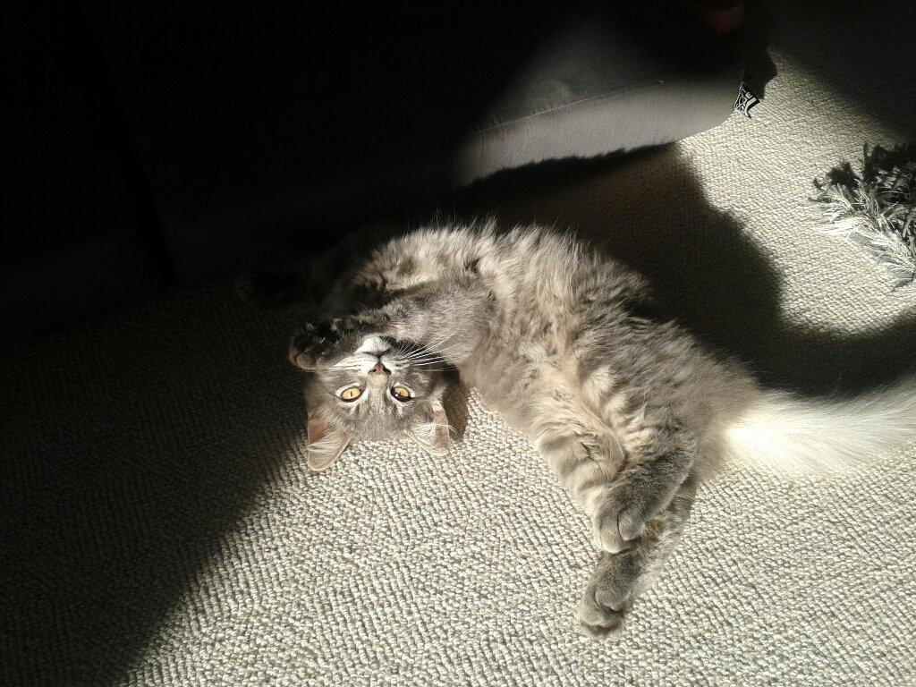 Blanding af racer Bimmer billede 14