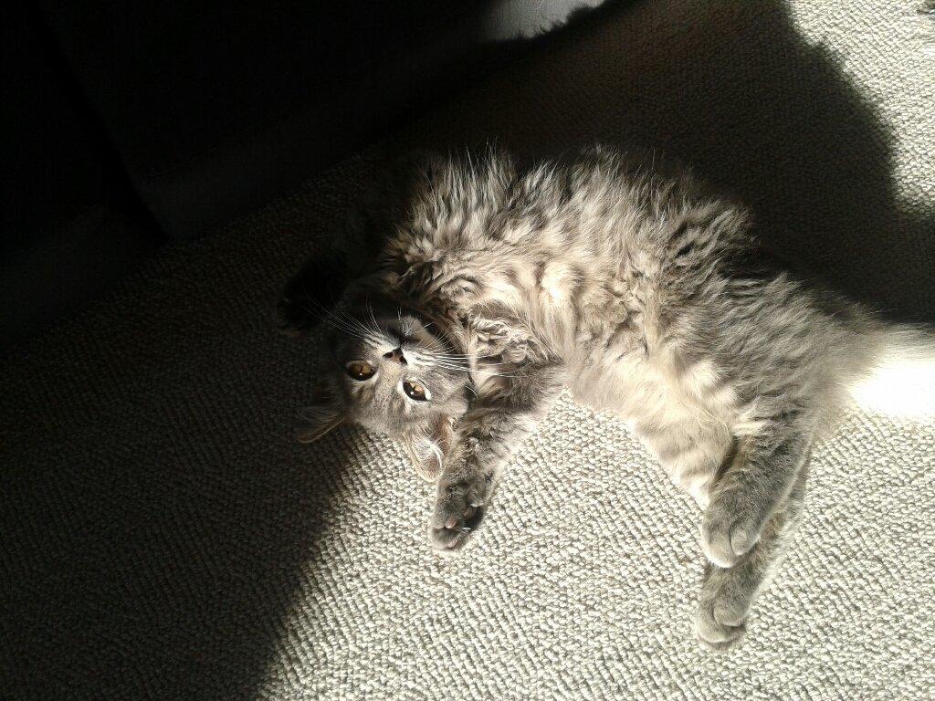 Blanding af racer Bimmer billede 15