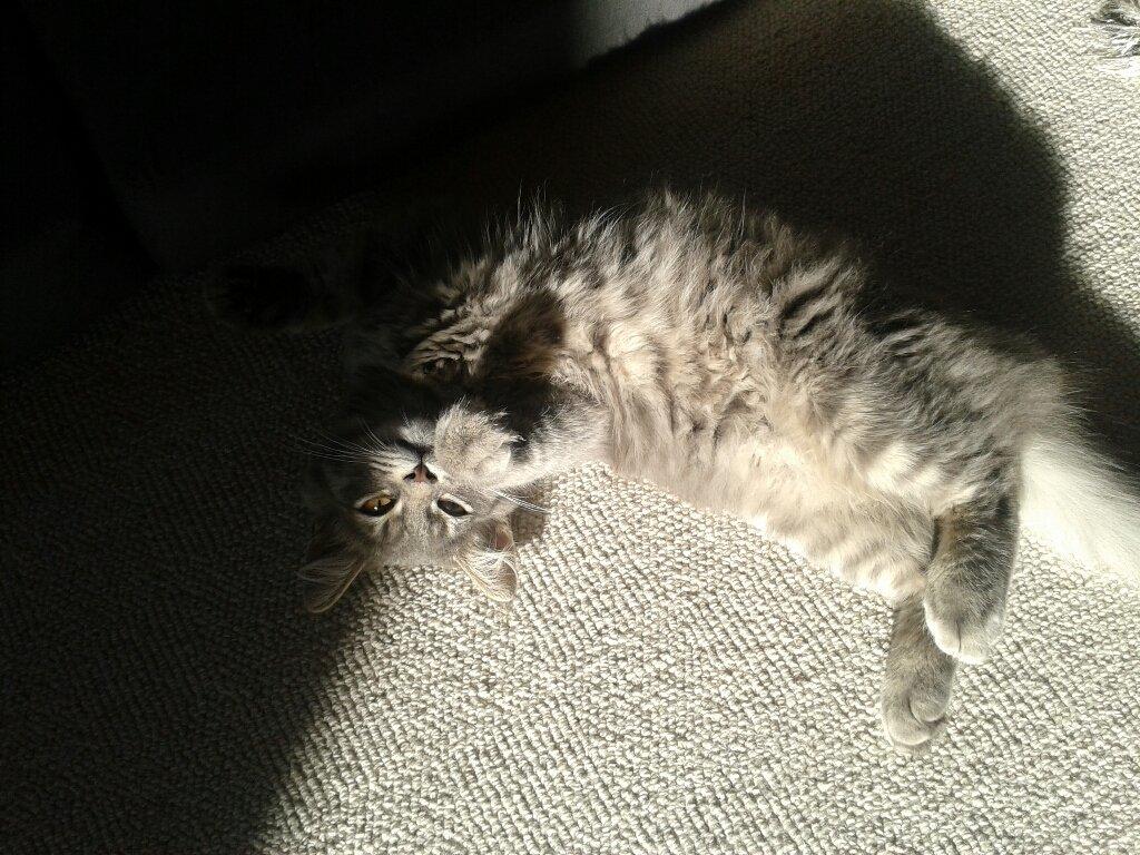 Blanding af racer Bimmer billede 16