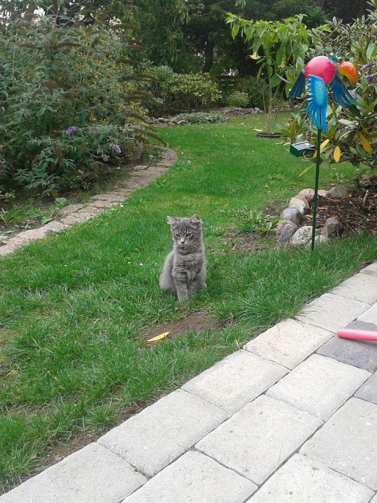 Blanding af racer Bimmer - Den farlige tigermis i haven billede 17