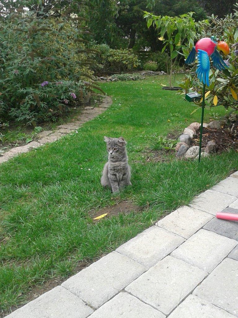 Blanding af racer Bimmer - Så smuk! billede 18