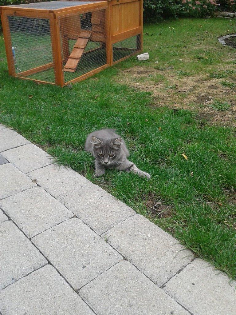 Blanding af racer Bimmer billede 19