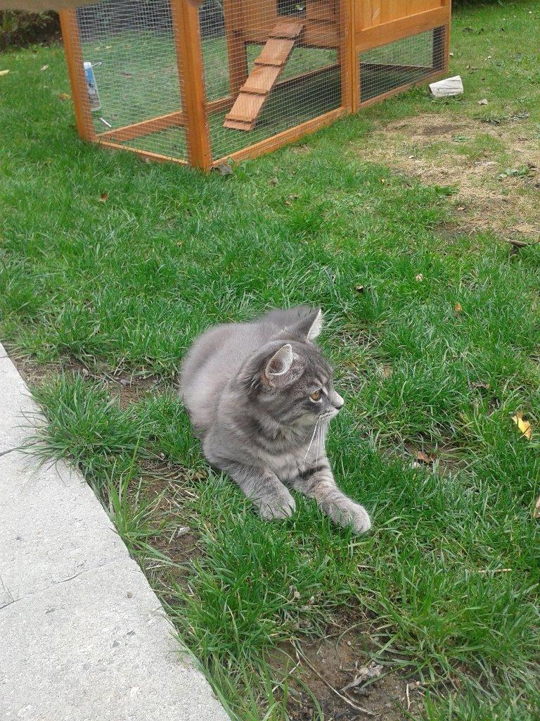 Blanding af racer Bimmer - Nyder det i fulde drag. Der er mange insekter osv. man kan løbe rundt efter) billede 20