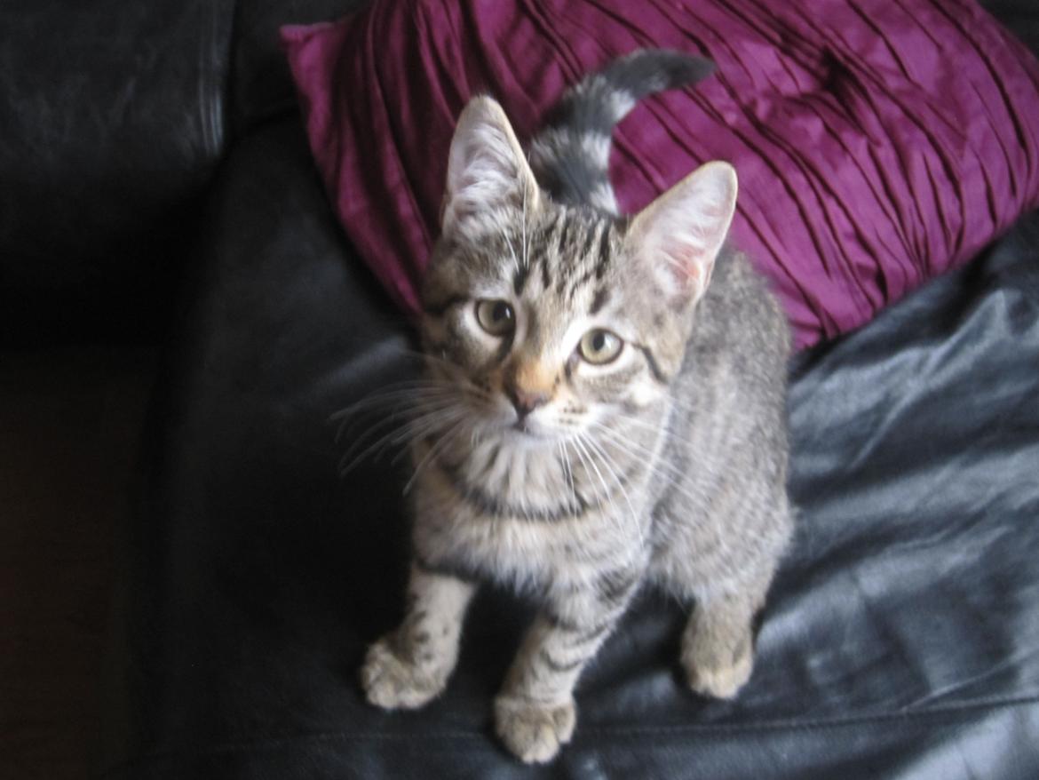 Blanding af racer Siska billede 1