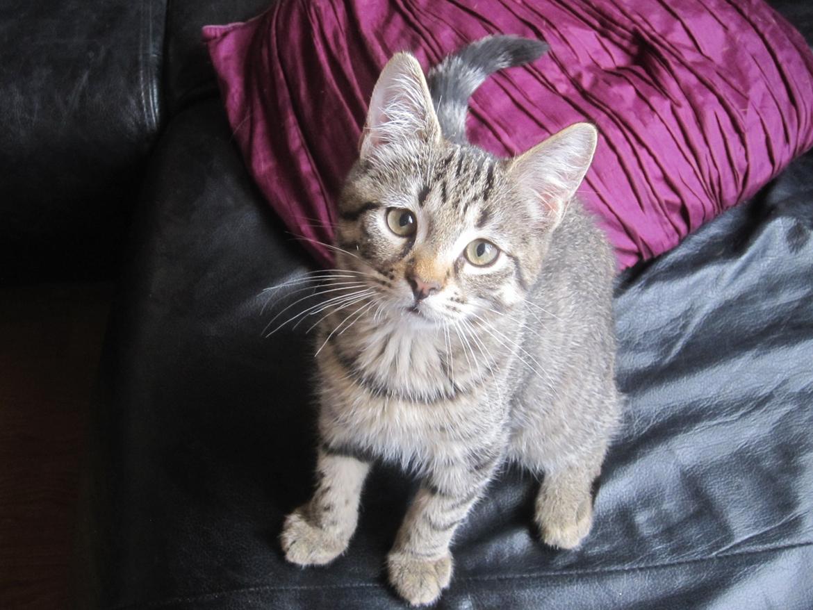 Blanding af racer Siska billede 5