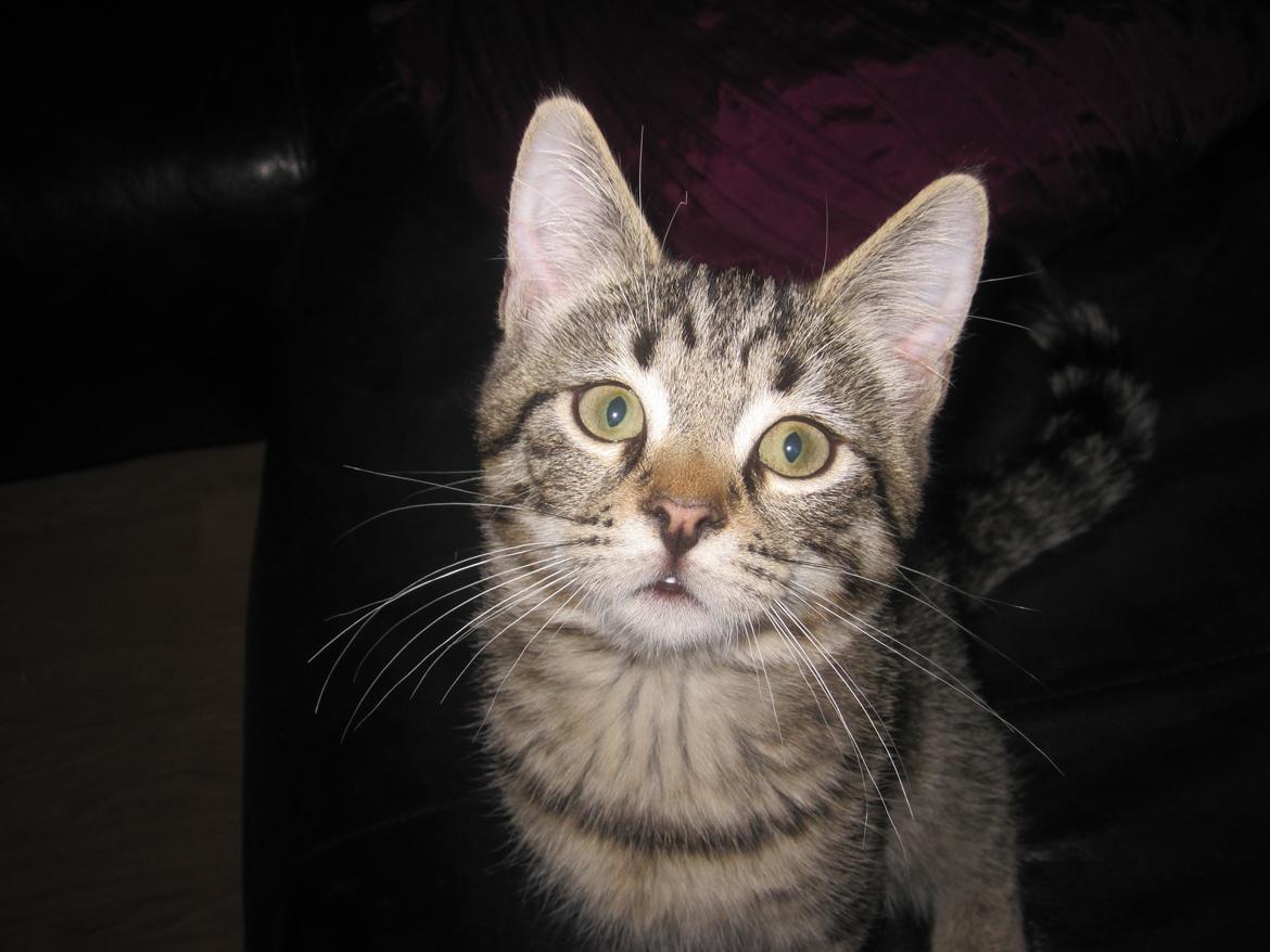 Blanding af racer Siska billede 3