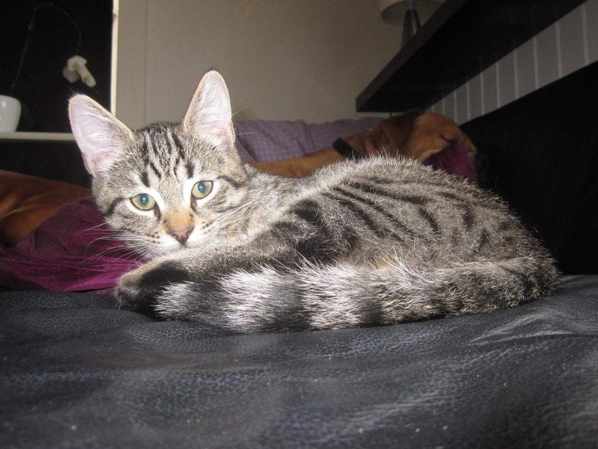 Blanding af racer Siska billede 4