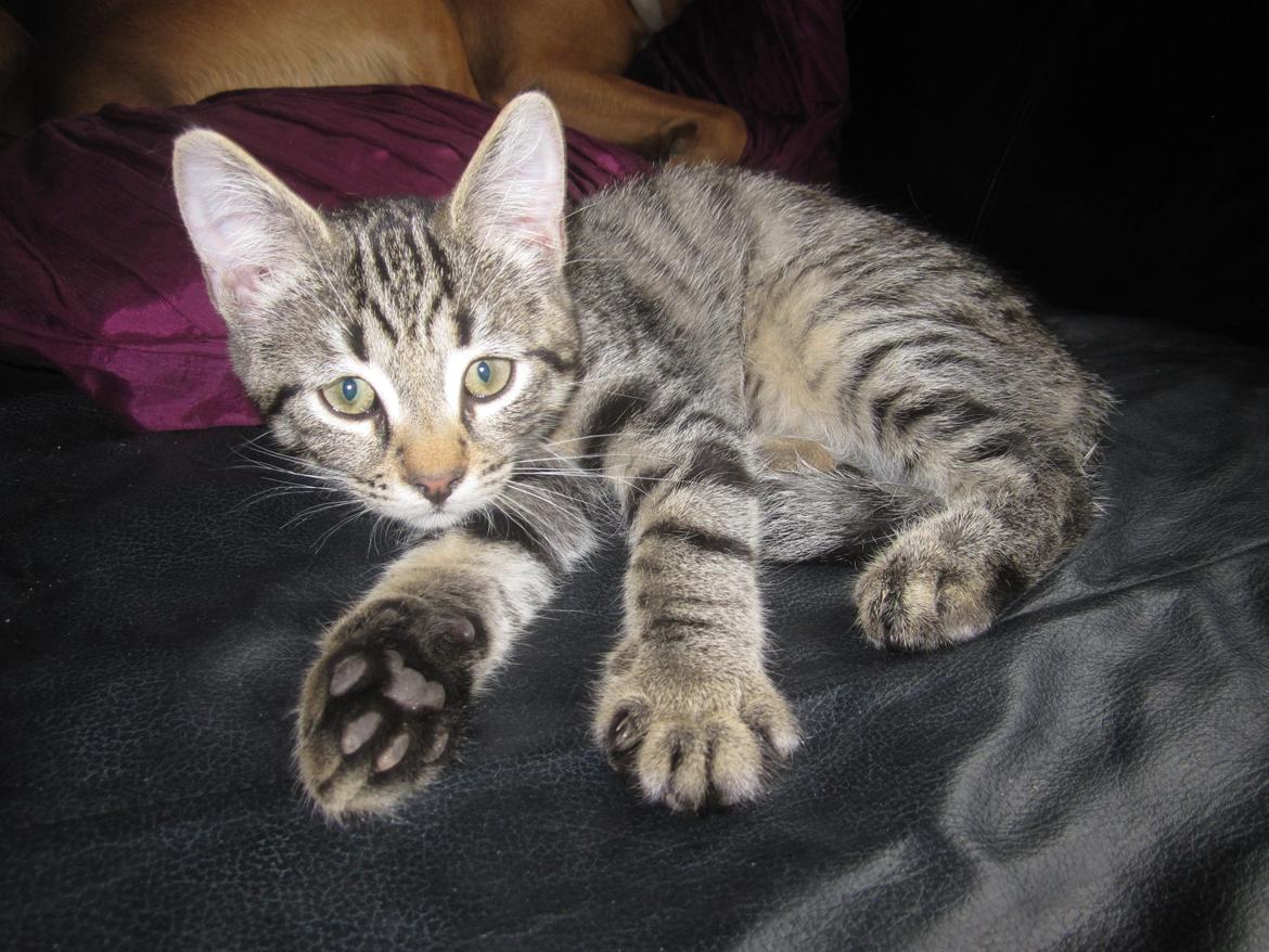 Blanding af racer Siska billede 6