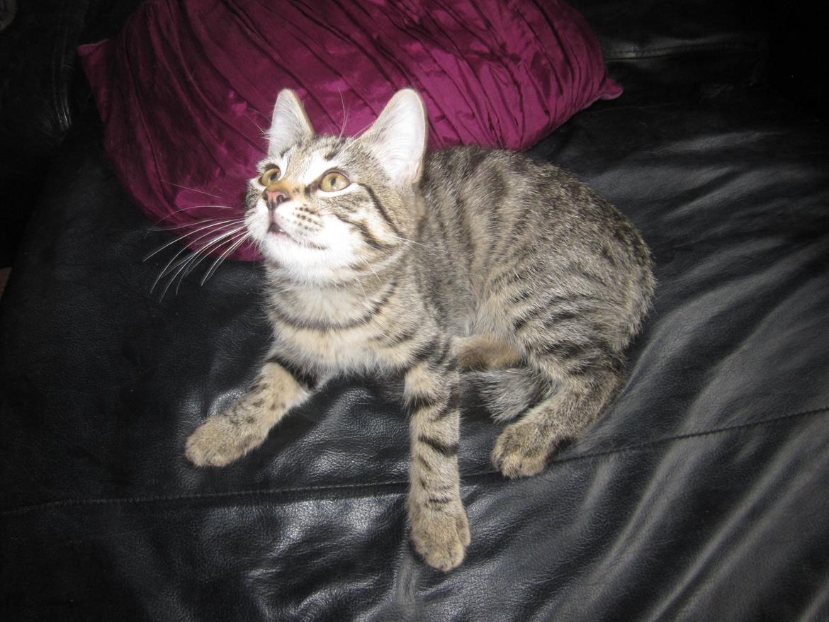 Blanding af racer Siska billede 7