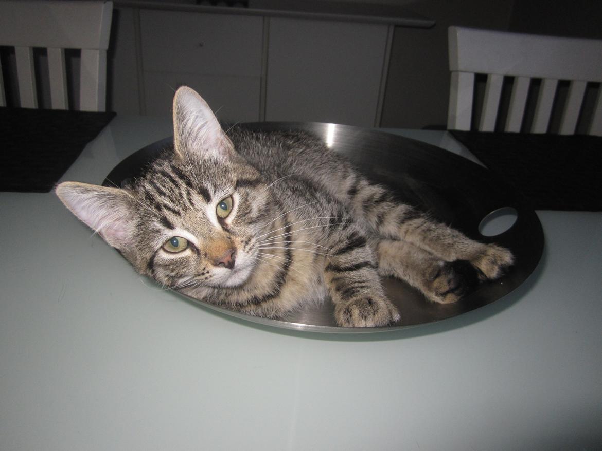 Blanding af racer Siska billede 2