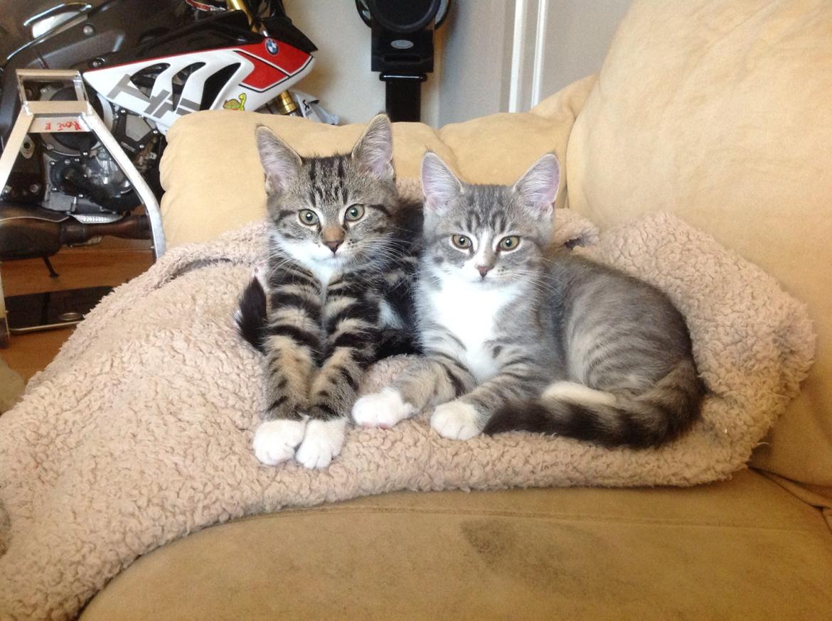 Blanding af racer Freja billede 1