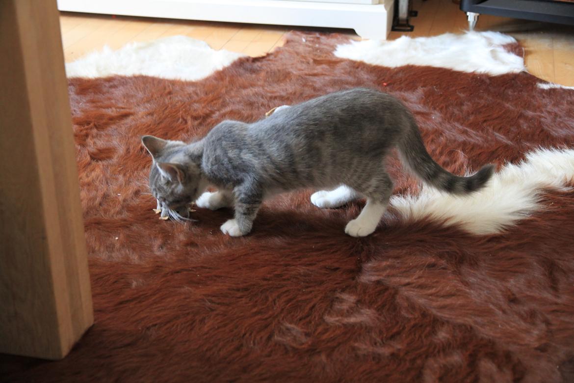 Blanding af racer Freja billede 2