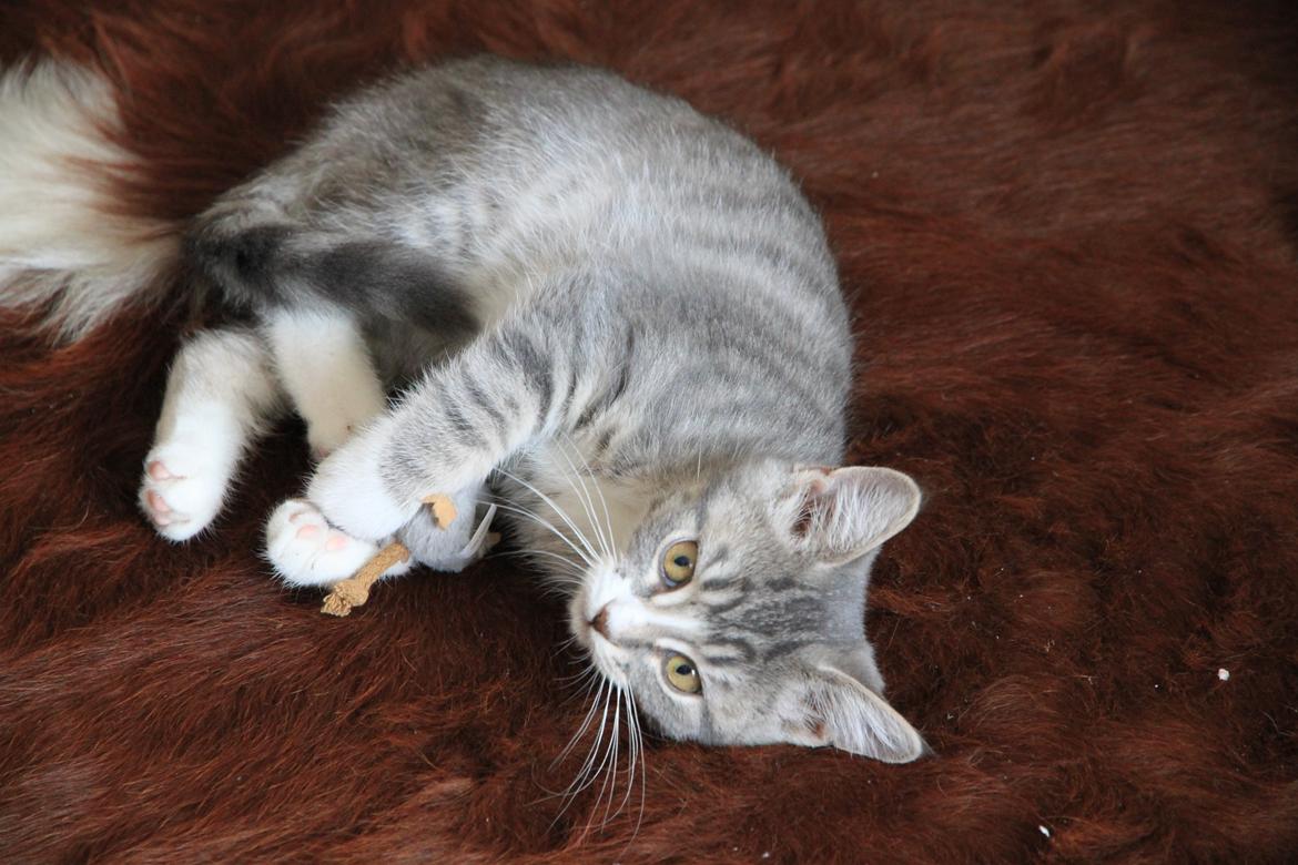 Blanding af racer Freja billede 3